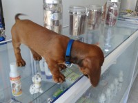 /album/veterinariaelejido/a2012-09-12-13-17-12-jpg/